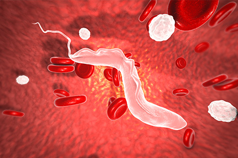 Chagas pathogen