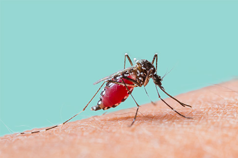 Malaria carrier/host