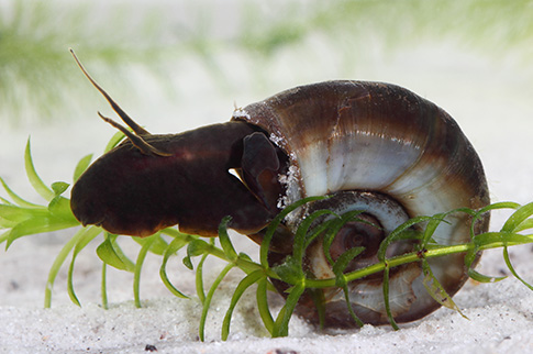 Schisto carrier/host